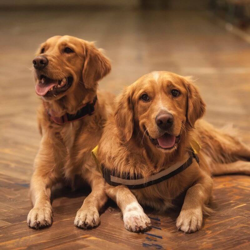 two golden retriever lay with each other