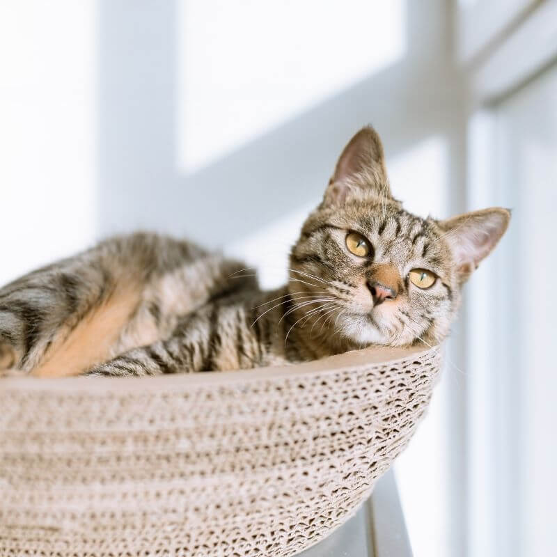 cat laying in a basket