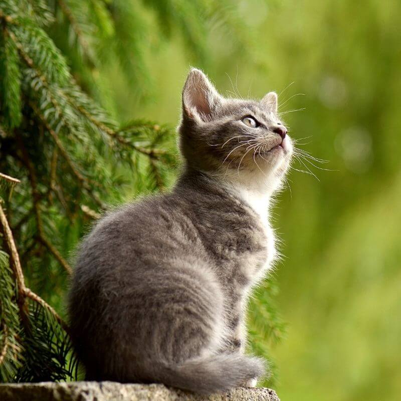 cat sitting outdoor