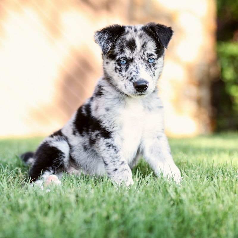 white and black puppy sitting on grass