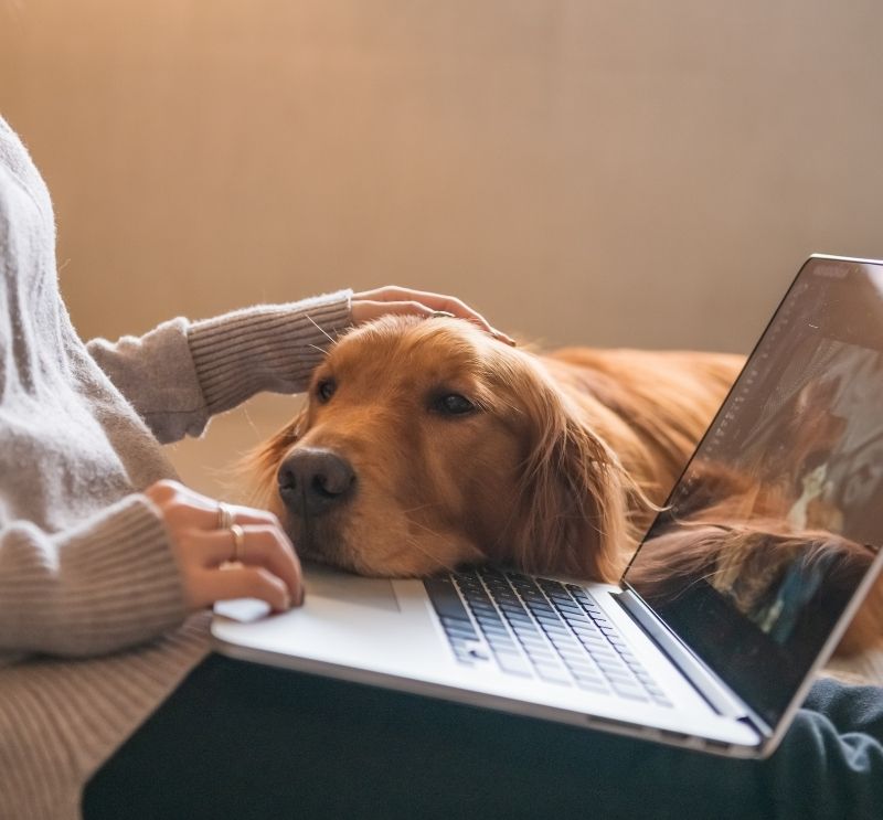 dog with computer